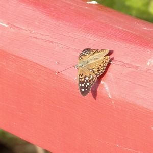 Meet your Posher, Ellen